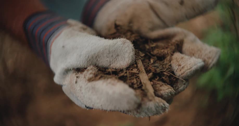 Male gardener examines the soil held in his gloved hands