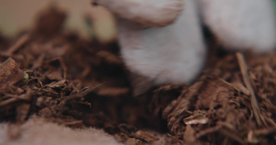 Gloved hand touches soil covered with wood fragments