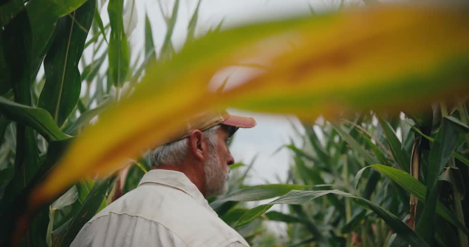 An older man walks through a cornfield on a summer day