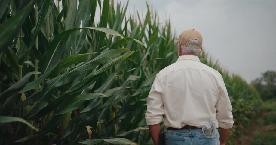 Man wearing a baseball cap and a white dress shirt walking outdoors inspecting crops during day time