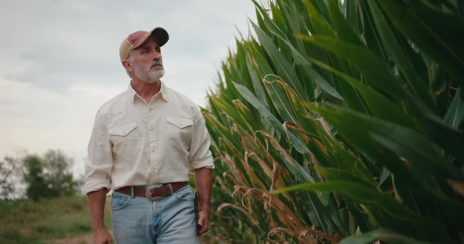 Man walking next to a cornfield looking at the plants
