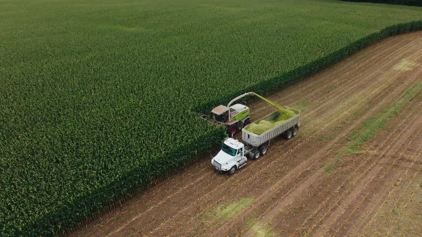 A largescale agricultural operation in which a heavyduty forage harvester moves along the edge of a dense tall corn field efficiently cutting the crops and blowing the shredded green material directly into the trailer bed of a large white semitruck