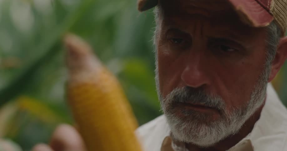 A man likely a farmer with a gray beard and wearing a cap inspects an ear of corn that he is holding close to his facethe focus is sharp on the bright yellow corn cob which appears ripe while the mans expression is one of close examination or con