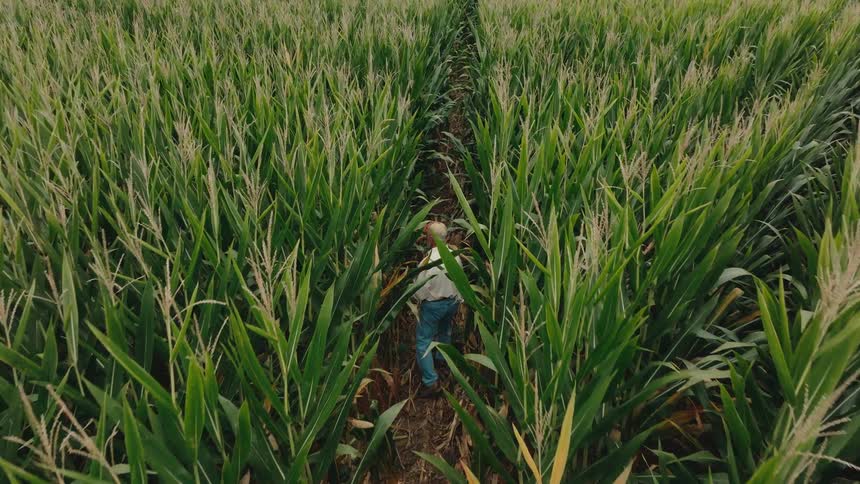 A farmer walks down a row inspecting tall corn plants in a dense green field