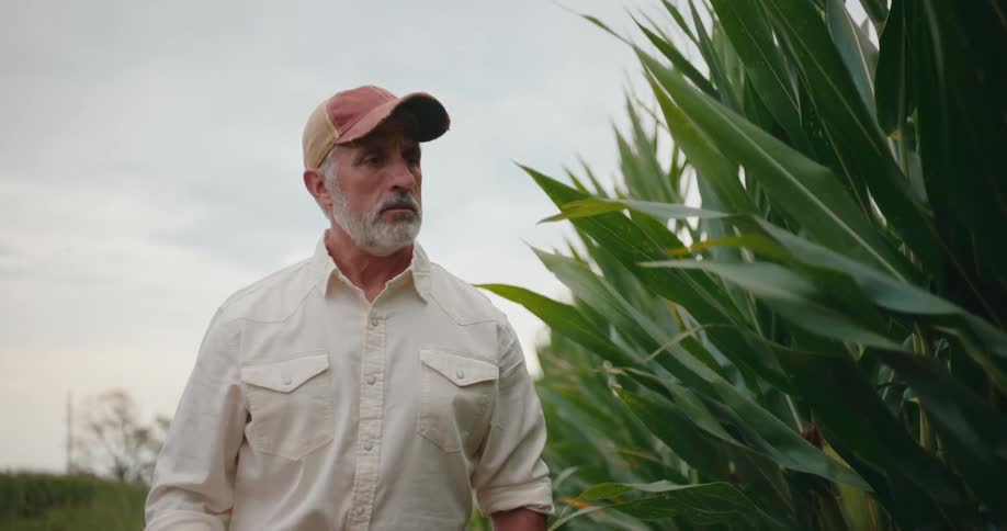 Older farmer walks alongside a cornfield and examines the plants on an overcast sky