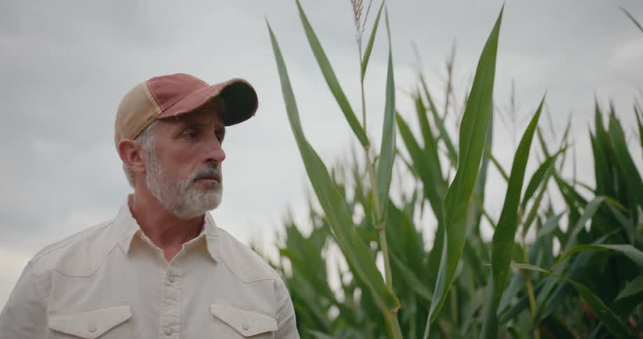 An older man walks long a row of corn crops while inspecting them