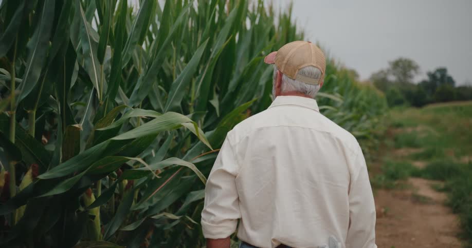 Older farmer examines plants while walking along the side of a crop field on an overcast day