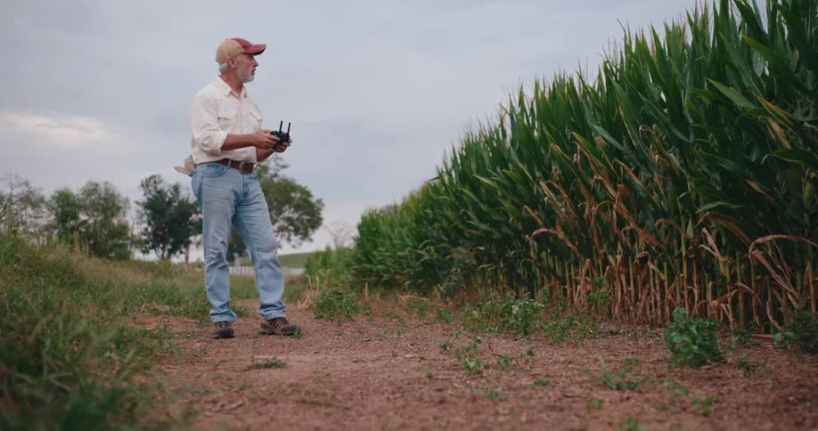 Man stands near a cornfield and operates a drone on a cloudy day