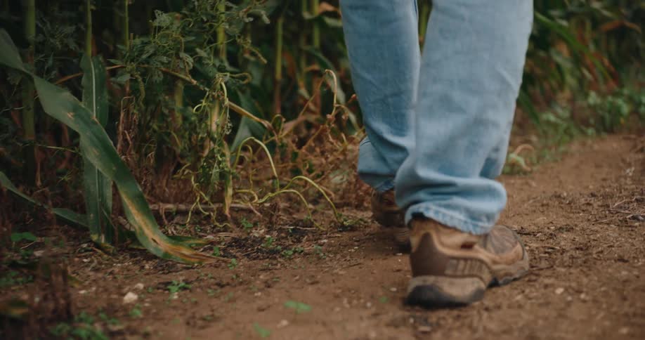 A person in jeans and boots walks on a dirt path next to a cornfield