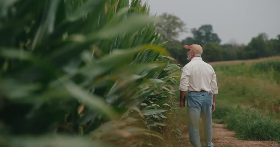 A man walking along a field of corn