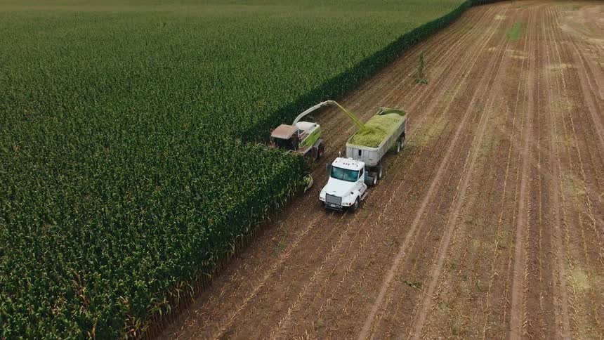 A harvester cuts corn in a large field transferring the chopped crop into a truck driving alongside it collecting the crop in the truck bed