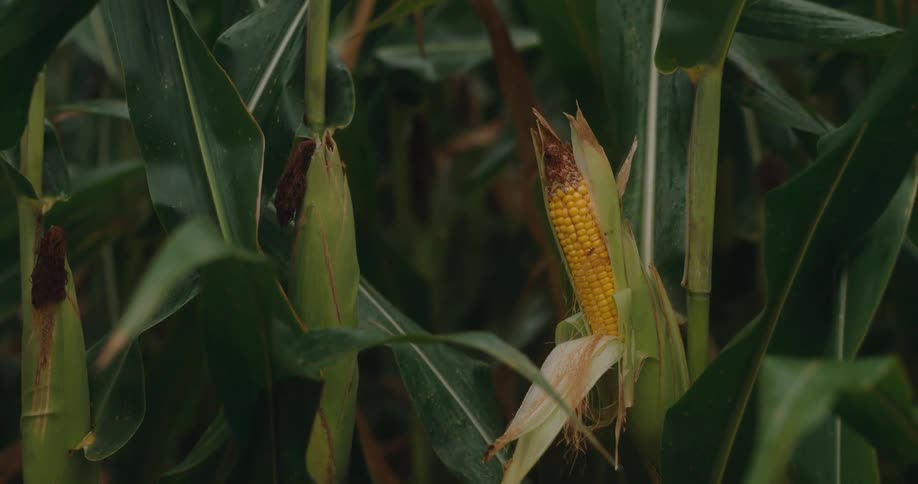 Corn field with an ear of corn exposed