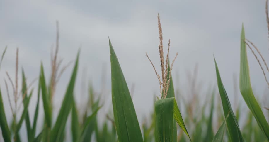 Corn leaves rise under the cloudy sky