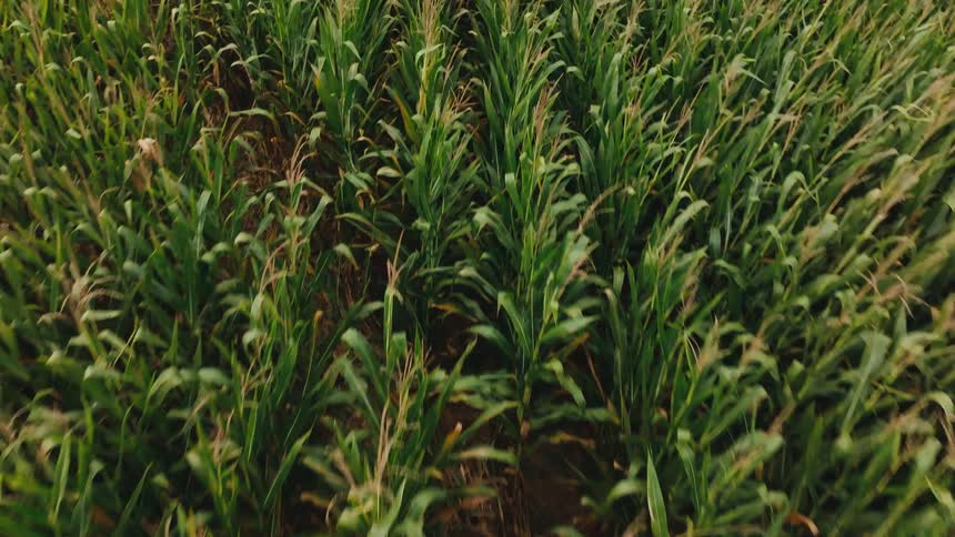 An aerial view ofdense rows of mature green corn stalks filling the agricultural field