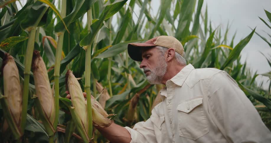 A older man is standing in a cornfield inspecting corn while holding a tablet