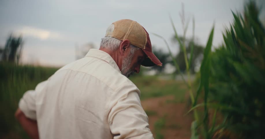 Man looks over the field at dusk near the cornfield