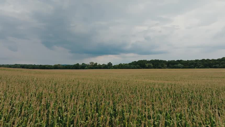A view of fields full of corn growing