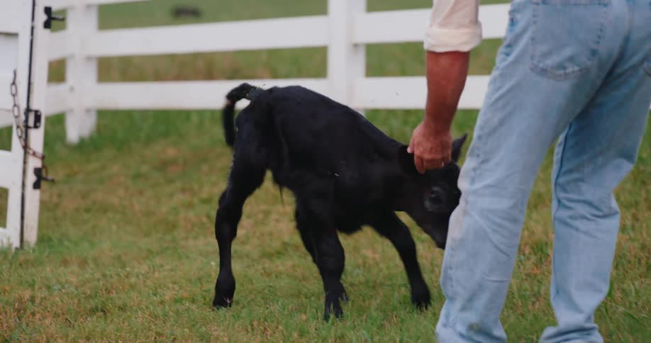 Black calf standing and then running away when a man tries to touch it outdoors during day time