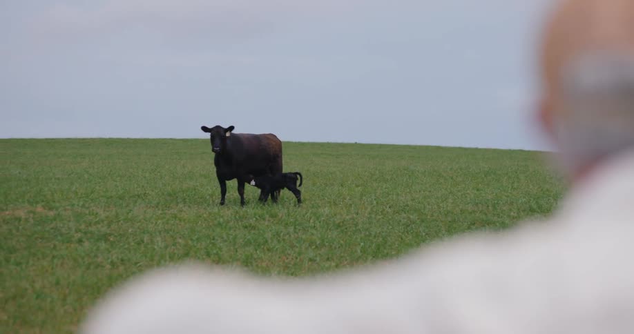 Man watching a cow and her calf in a field