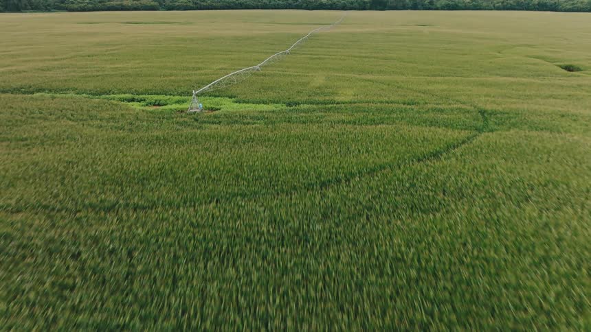 An aerial view of a field of crops growing