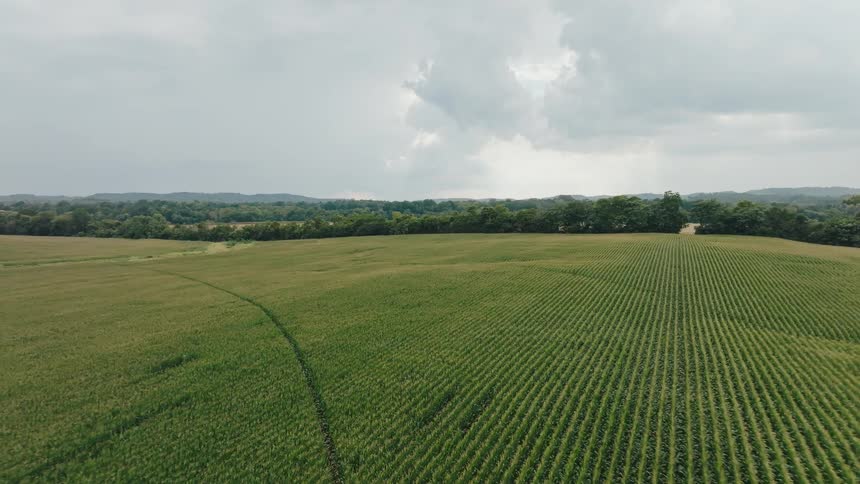 Aerial of a large cornfield on a cloudy summer day