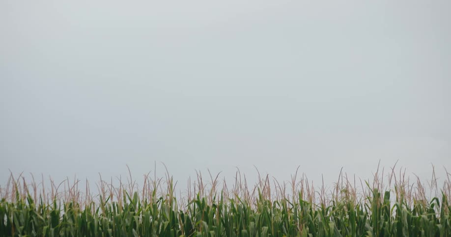 Cornfield rises beneath a clear uniform sky