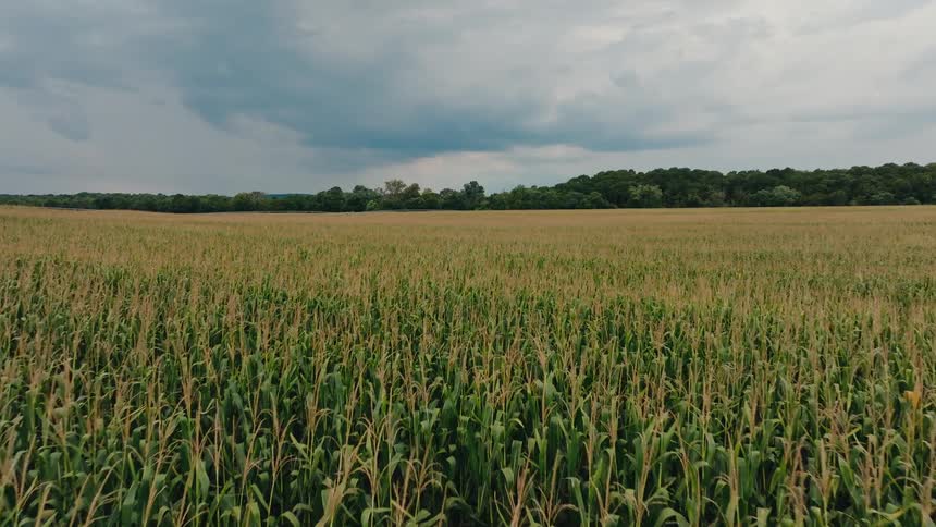 Cornfield stretches to the tree line under a gray sky