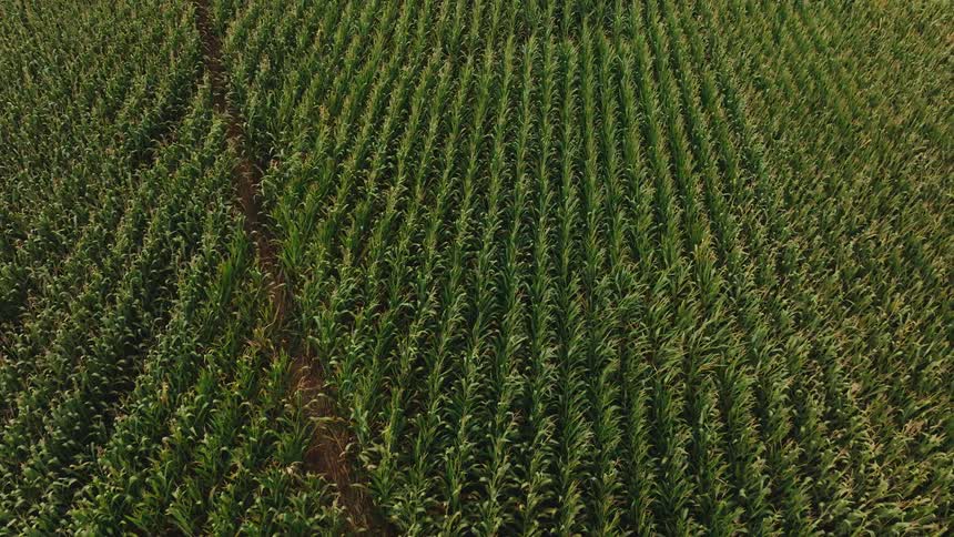 Aerial view of lush green cornfields arranged in neat rows under daylight