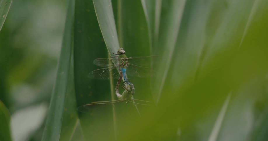 Two dragonflies are mating while resting on a long green leaf amidst lush foliage