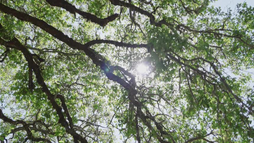 Bright sunlight filters and flares through the lush leafy canopy of a large tree