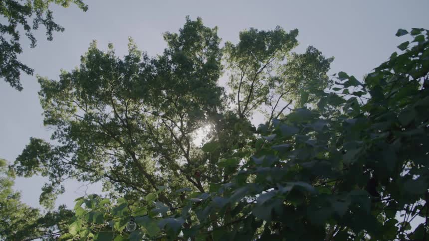 The camera looks up through a dense canopy of green tree leaves towards a bright sky the sun shines directly from behind the main tree creating a strong lens flare and a brilliant backlight effect