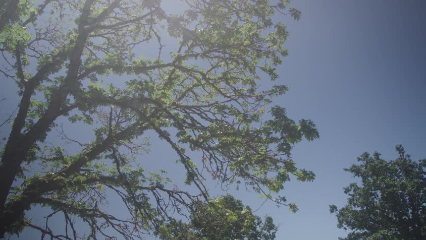 Sunlight shines on trees under a clear sky