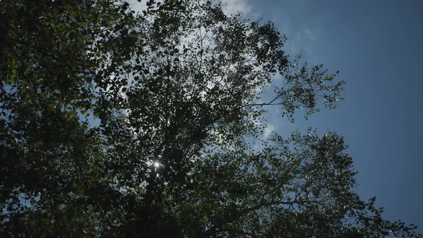 The bright midday sun partially obscured by the dark canopy of dense green leaves pierces through the foliage to create a dramatic lens flare against a clear deep blue sky
