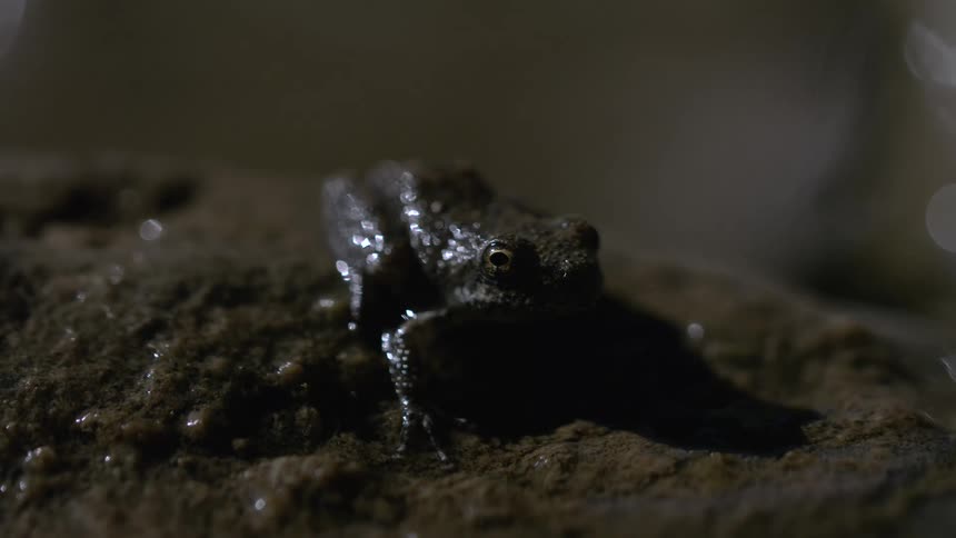 A small dark frog or toad sits on a wet textured brown surface looking forward with its prominent eyes in a moody lowlit environment