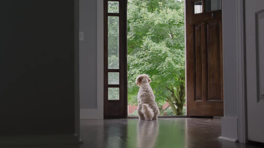 Dog sitting on wooden floor looking outside through open door