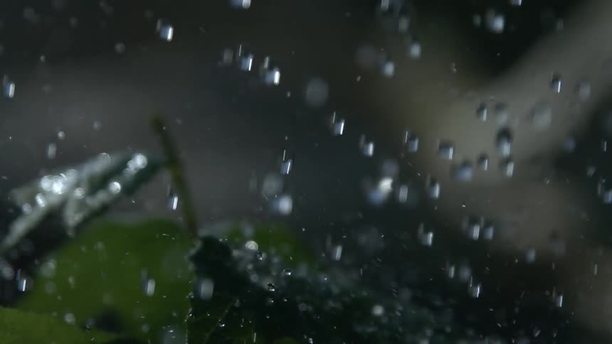 Several raindrops falling on a plant with small green leaves causing it to move