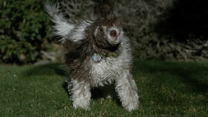 Wet dog shakes its body on the grass outdoors