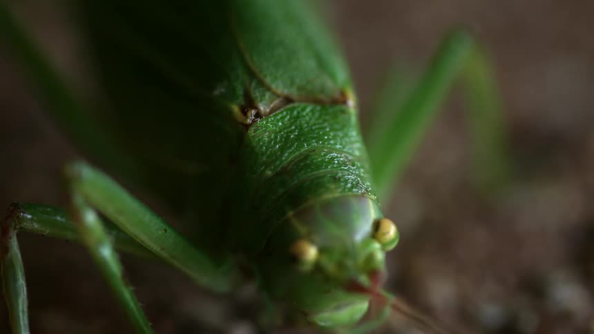 A grasshopper cocks its head