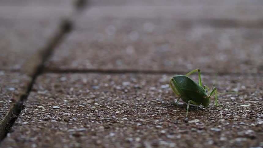 A grasshopper is crawling over the sidewalk
