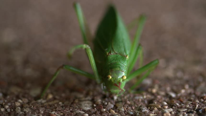 A green insect pulling and grabbing at the soil