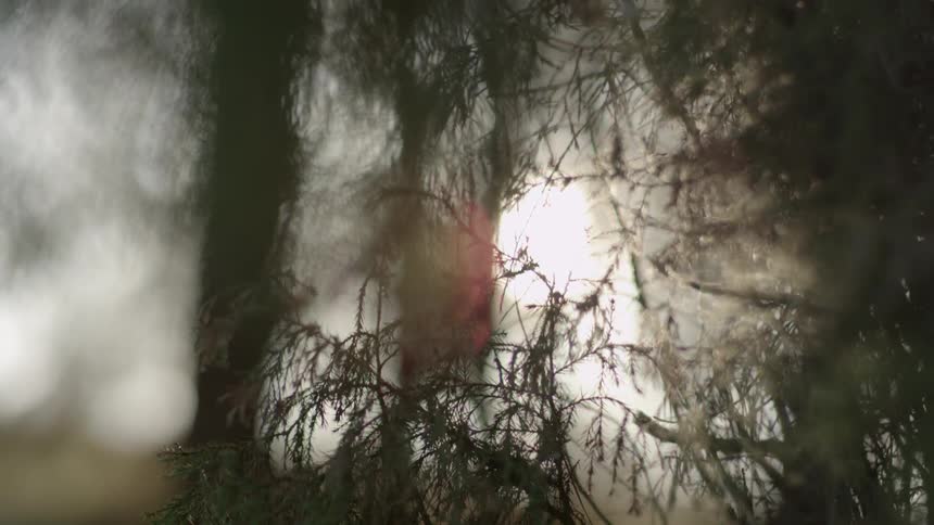 Sun shining through the trees