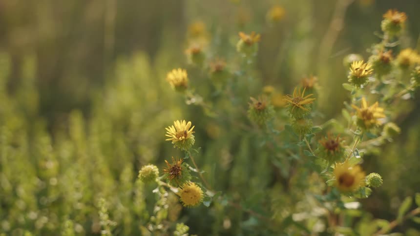Wildflowers opening in the sunlight