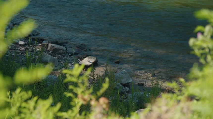 Water splashes against a riverbank on a sunny day surrounded by bushes and tall grasses