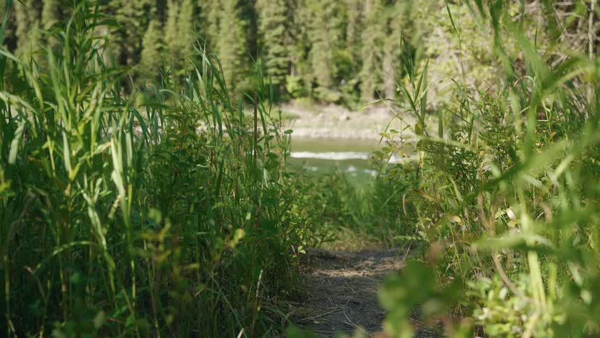 A small dirt path winds through tall green grass under bright sunlight leading down to a gently flowing river in the forest