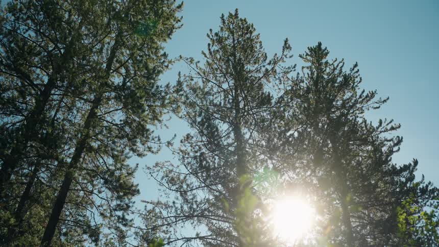 Sun seen through the branches of trees on a grove outdoors during day time