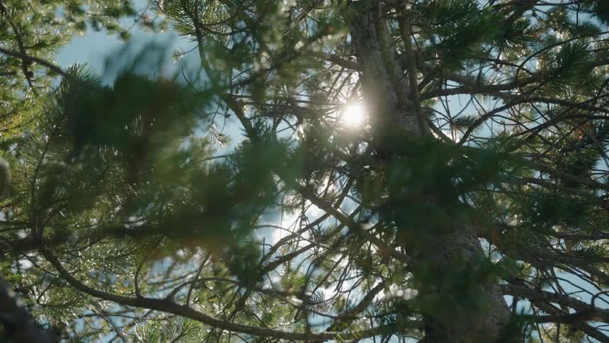Pine tree branches viewed from below with sunlight filtering through creating natural lens flare