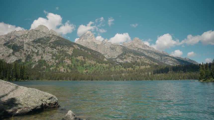 Forest of trees along the coast of a mountain river valley