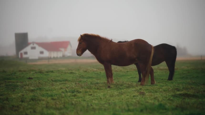 Two horses in grassy field with farmhouse in background