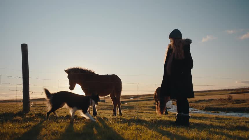 A woman stands in a sunlit field watching a dog run around grazing horses