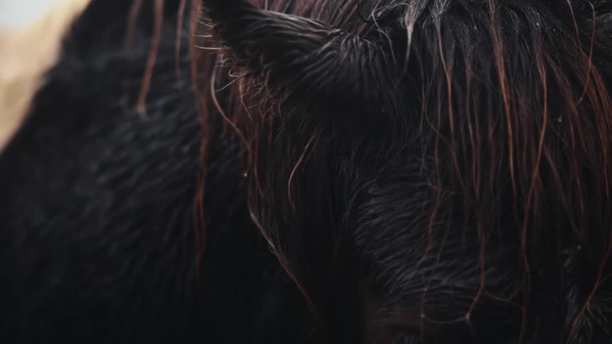 A close up view of a horses face